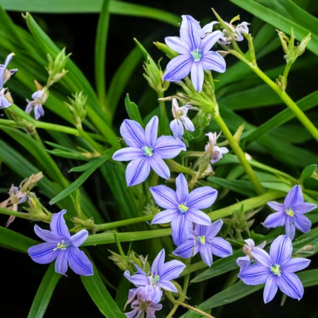 Aristea ecklonii - 10 bulb p/pack