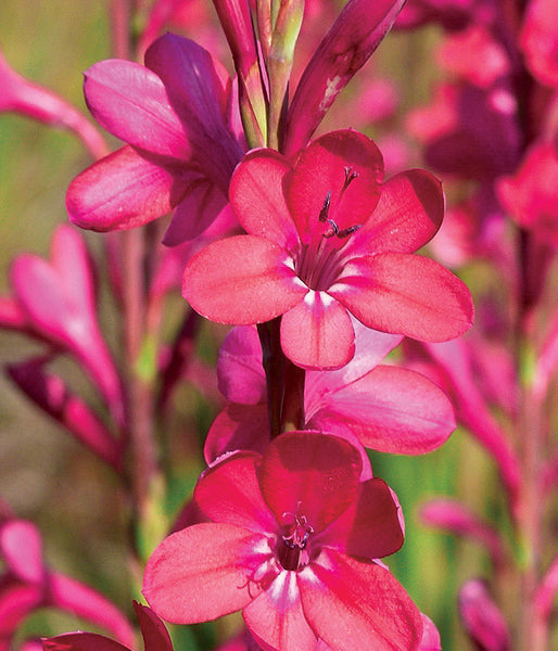 179-Watsonia-borbonica-Victoria-OLS.jpg