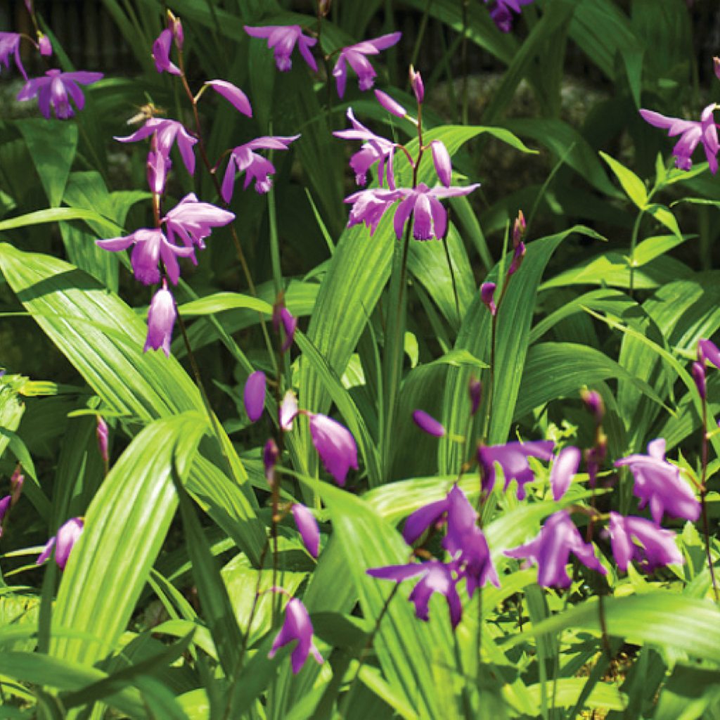 Bletilla striata - 2 bulbs p/pack