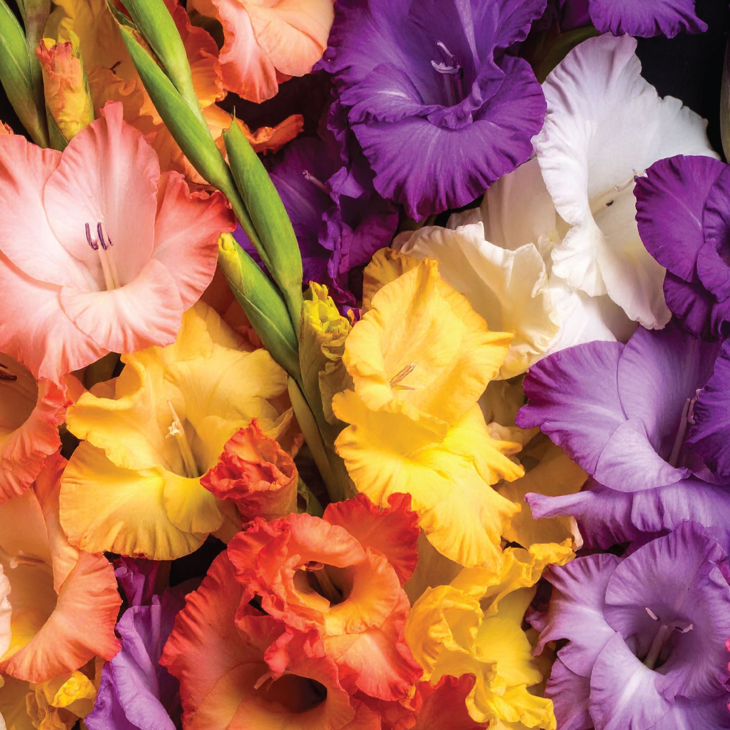 Gladiolus Rainbow Colours - 8 bulbs p/pack