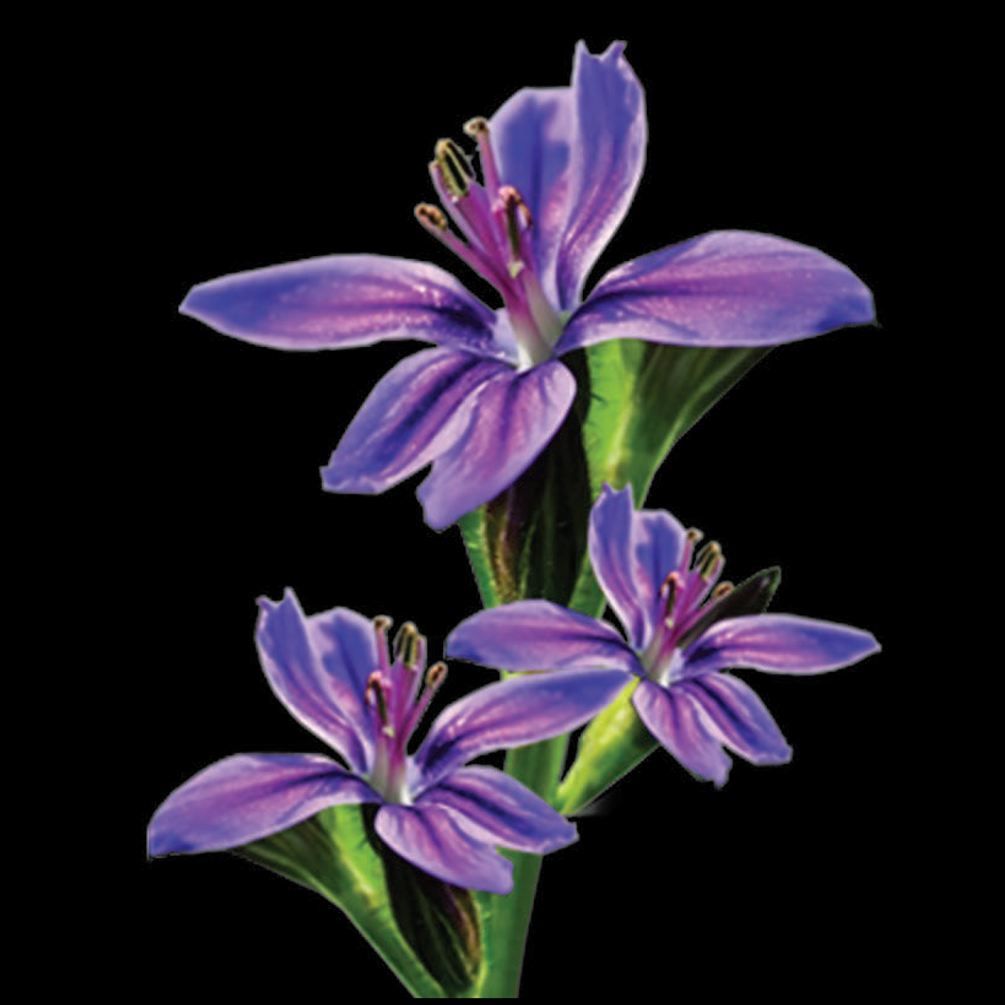 Babiana - Purple Star - 25 bulbs p-pack