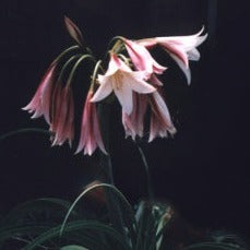 Crinum bulbispermum - Orange River Lily - 3 bulbs p-pack