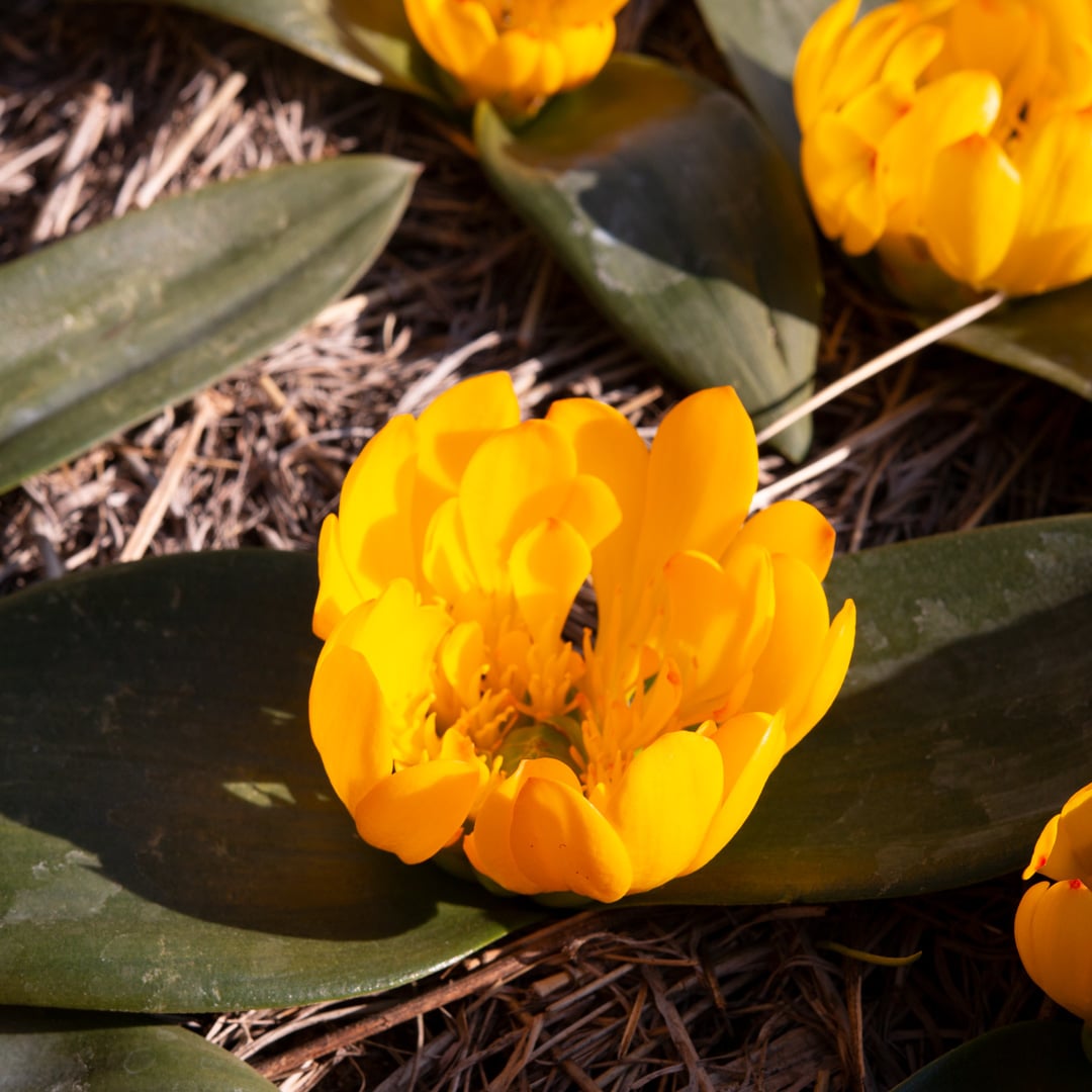 DAubenya-aurea-yellow2