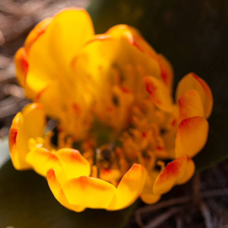 Daubenya Flame - 6 bulbs p-pack