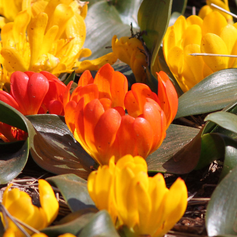 Daubenya Orange - 6 bulbs p-pack