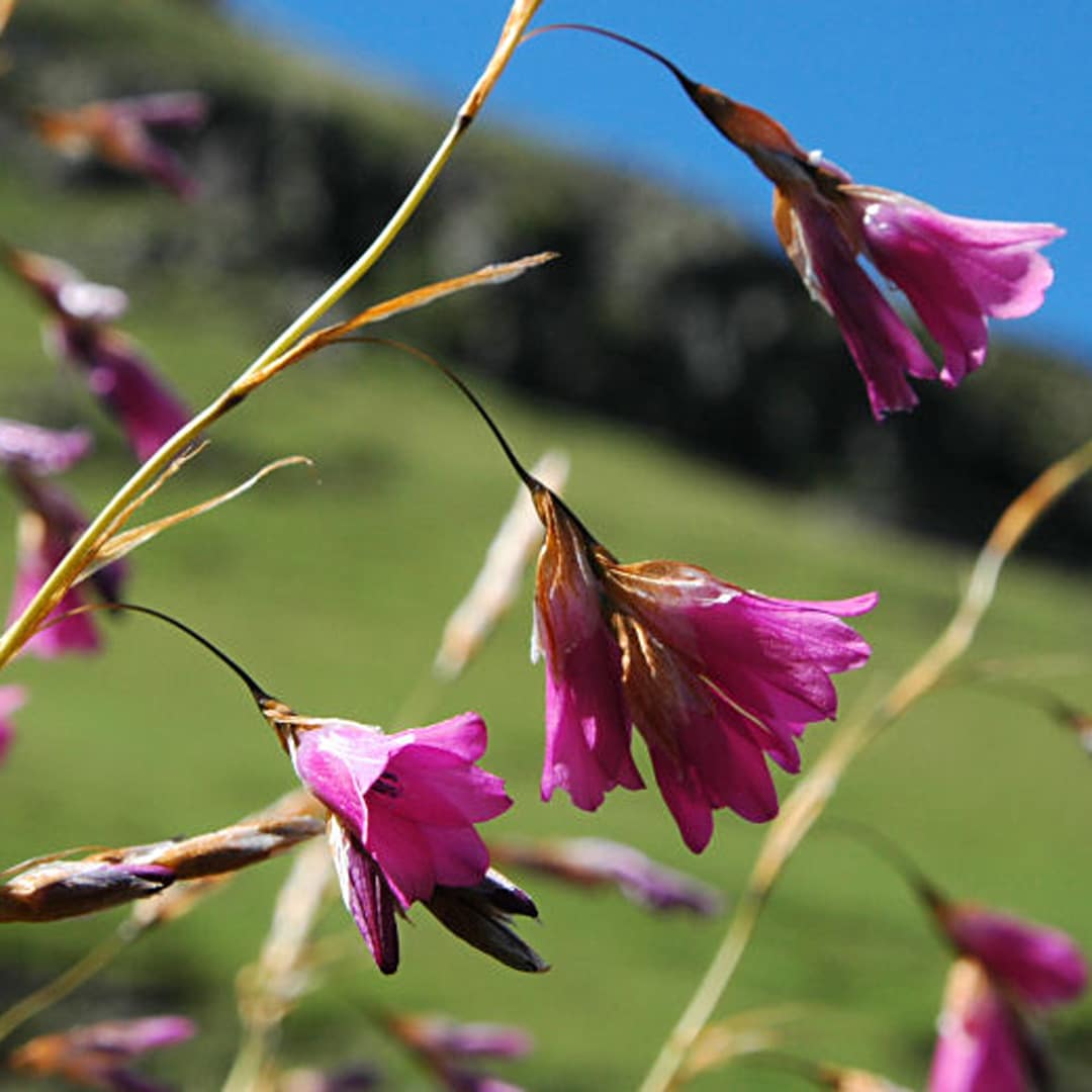 Dierama_pauciflorum_NaudesNek_msi