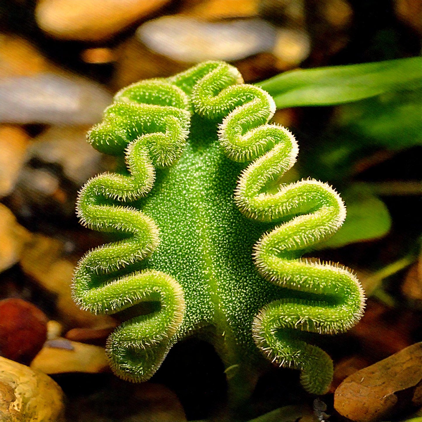 Eriospermum titanopsoides - 2 seeds p/pack