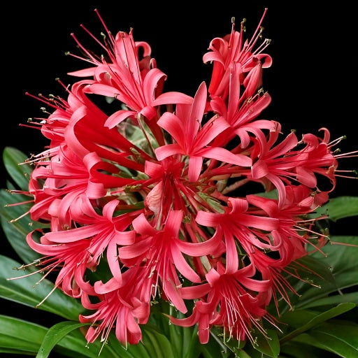 Ammocharis coranica - Karoo Lily - 2 bulbs p/pack