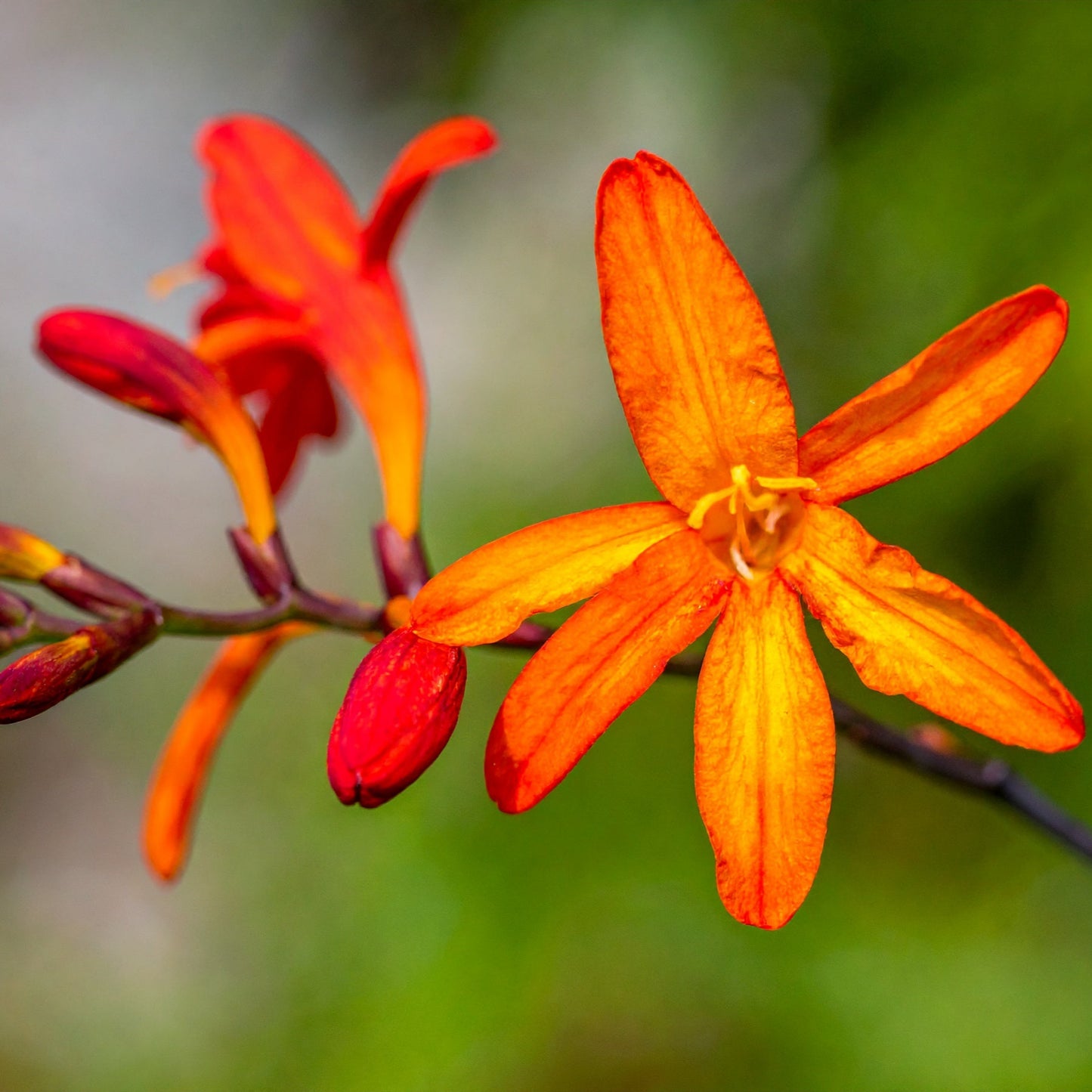 Crocosmia aurea - Falling Stars Evergreen - 15 bulbs p/pack