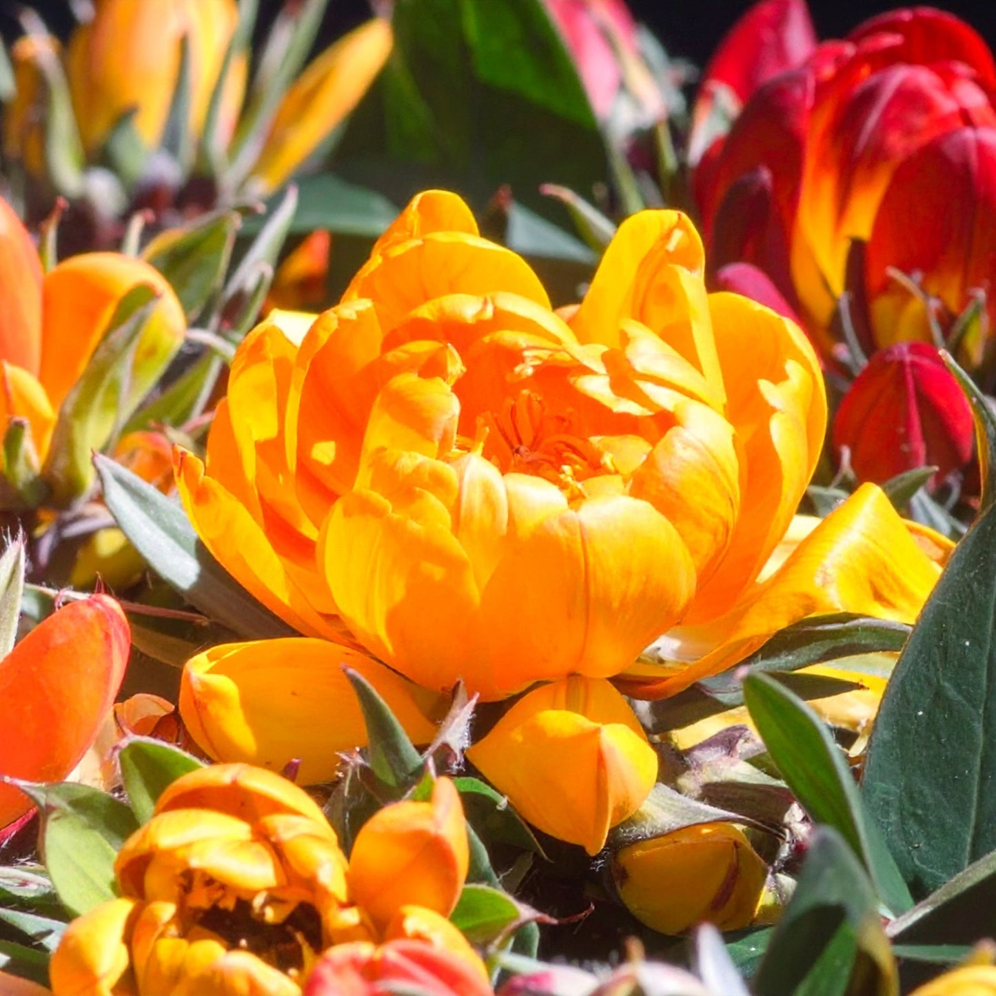 Daubenya - Mixed - 8 bulbs p-pack