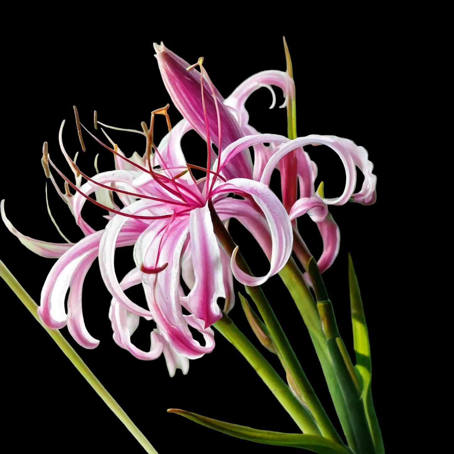 Crinum ‘Menehune' 2 bulbs p/pack