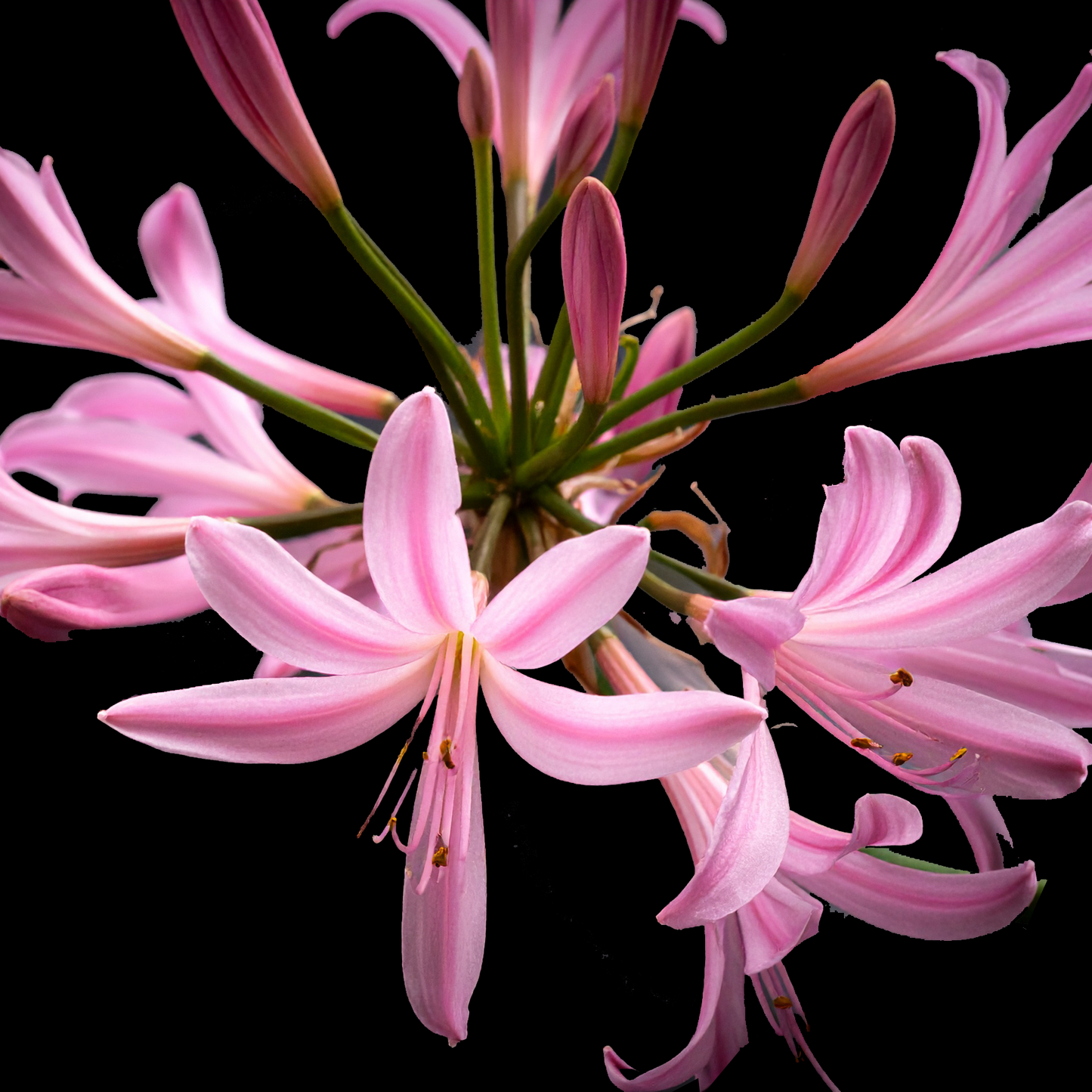 Nerine laticoma 10 bulbs p/pack