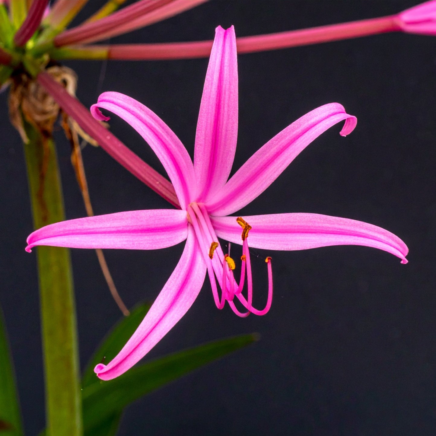 Nerine falcata 10 bulbs p/pack