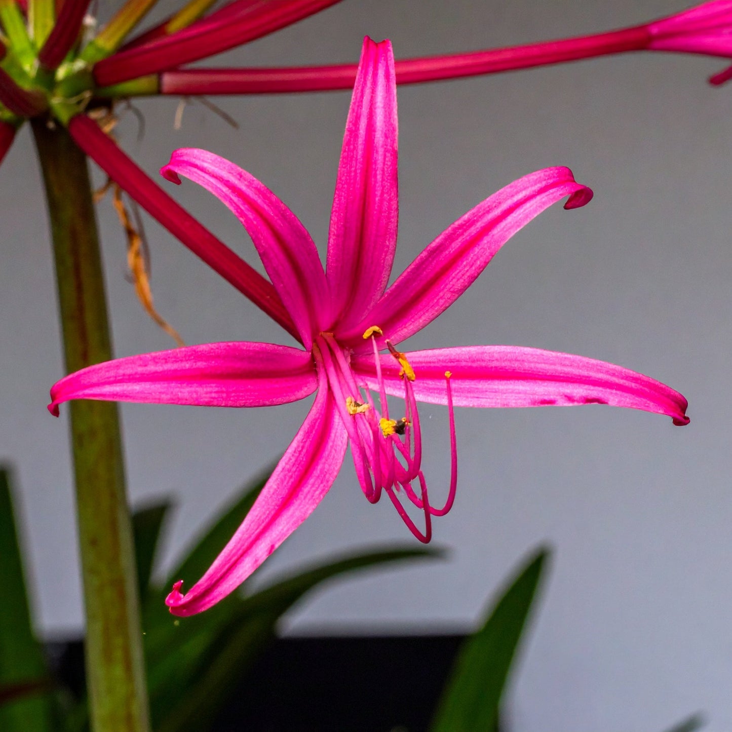 Nerine laticoma 10 bulbs p/pack
