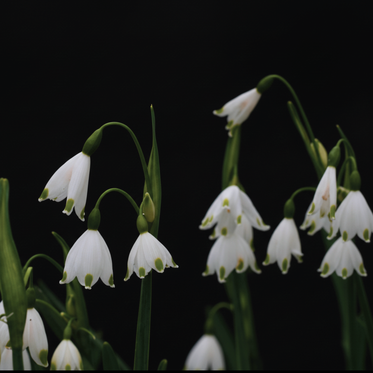 Leucojum aestivum 'Bridesmaid' - 5 bulbs p-packs