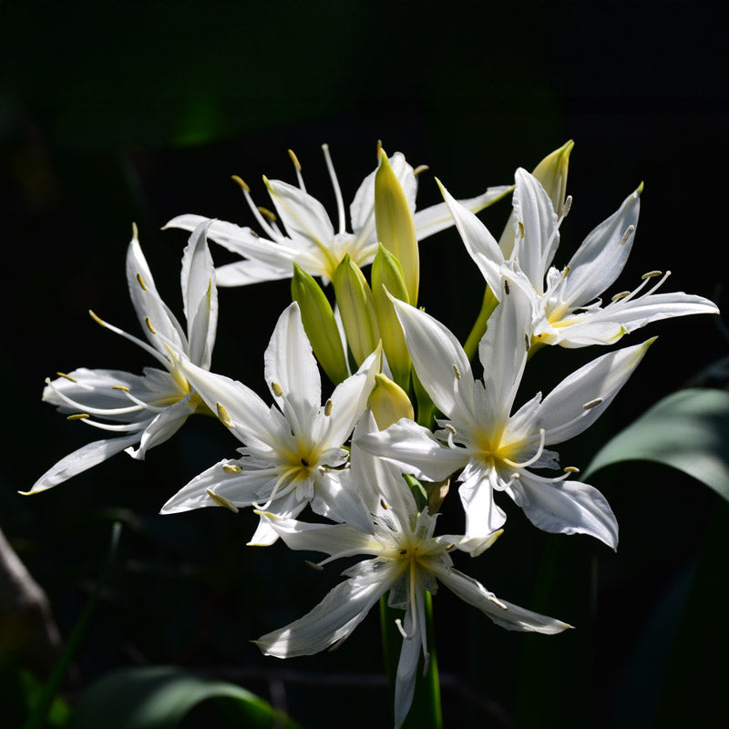 Pancratium illyricum - 5 seeds p/pack