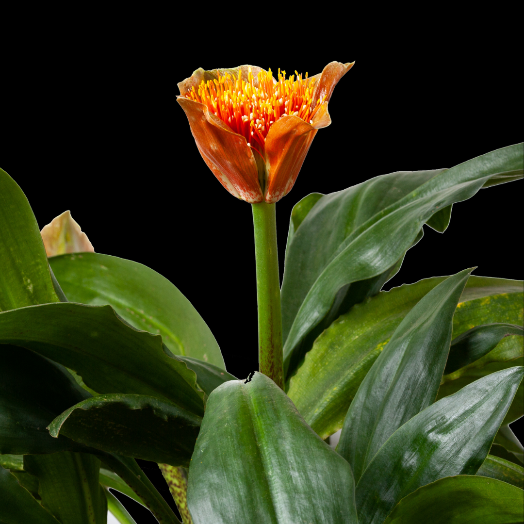 Scadoxus puniceus - 2 bulbs p/pack