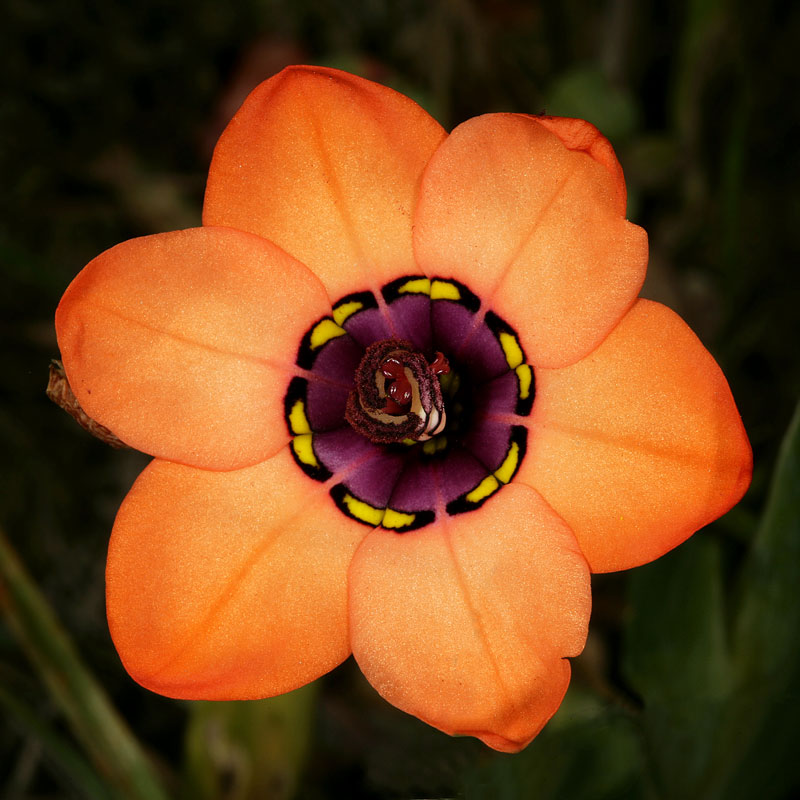 Sparaxis elegans - 5 seeds p/pack