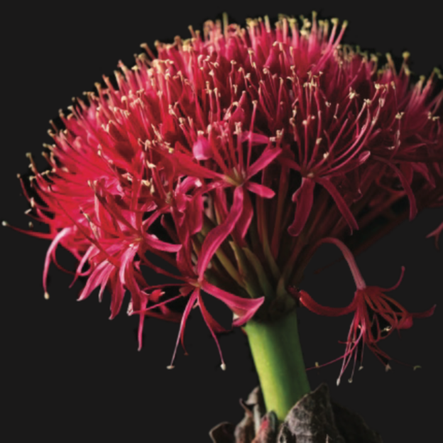 Boophone disticha - Cape Poison Bulb - 2 bulbs p-pack