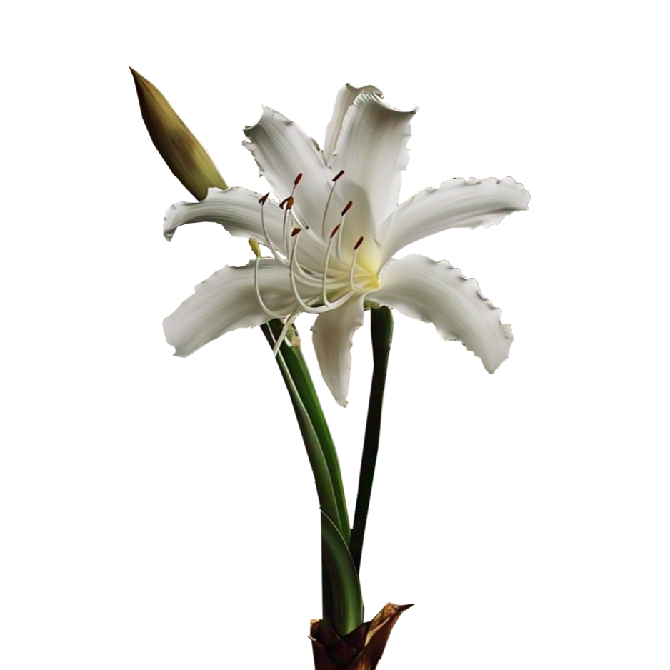 Crinum moorei - 3 bulbs p-pack