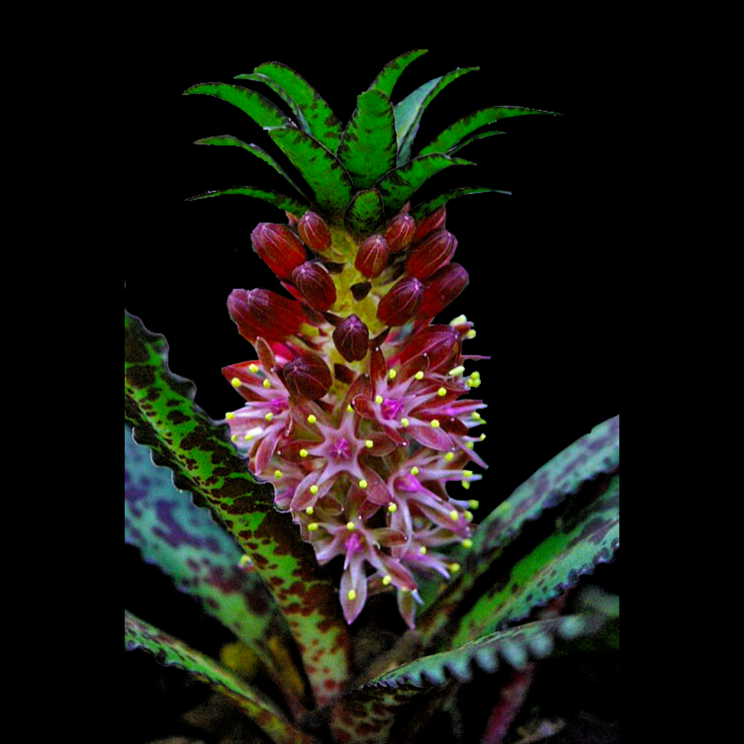 Eucomis vandermerwei - 5 bulbs p/pack
