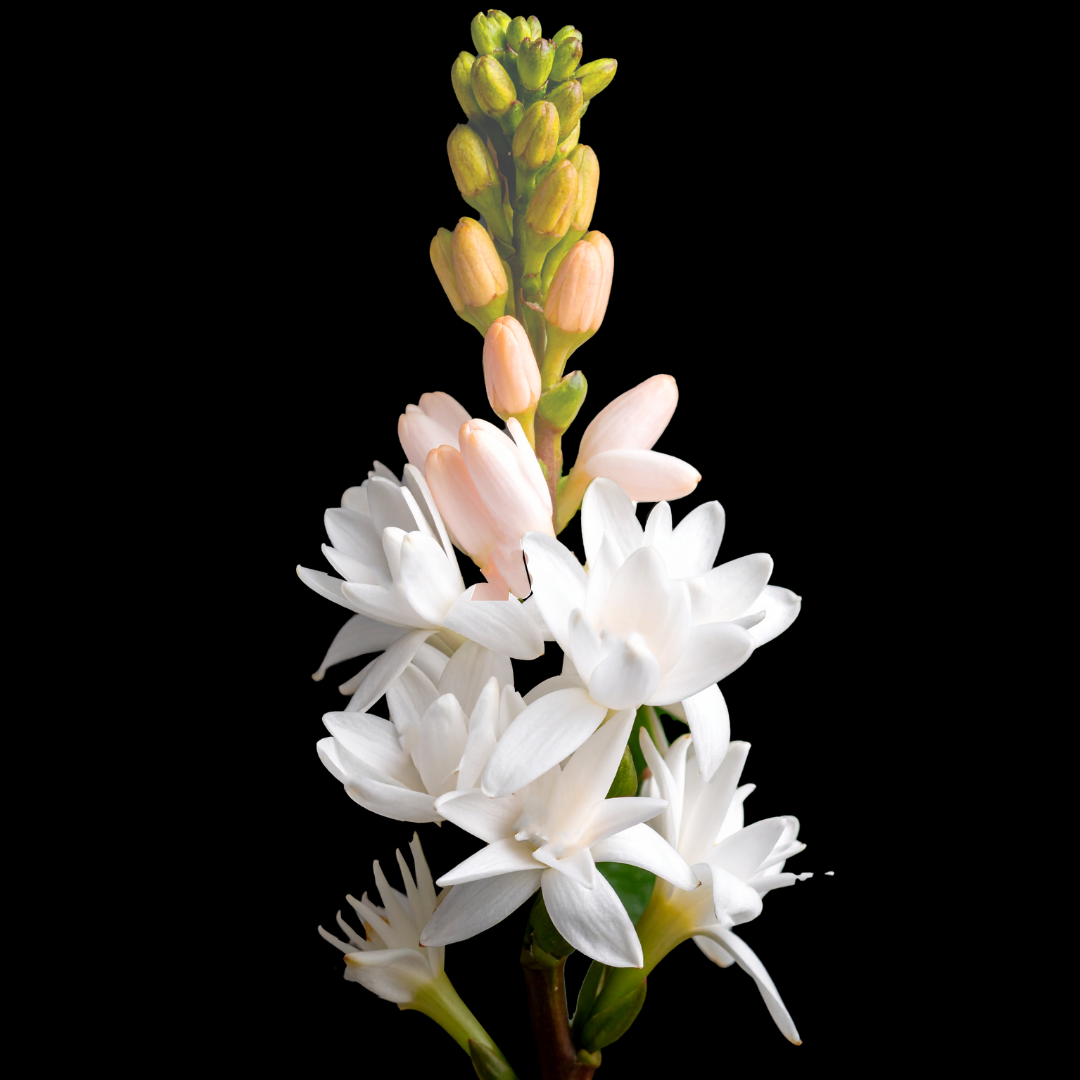 Polianthes The Pearl (Large Bulbs) 10 bulbs p/pack