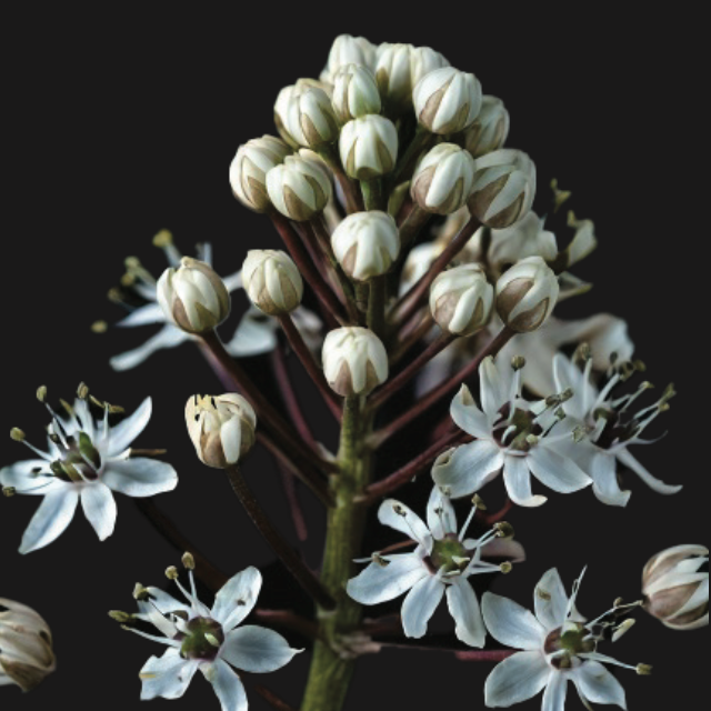 Schizocarphus - 5 bulbs p-pack