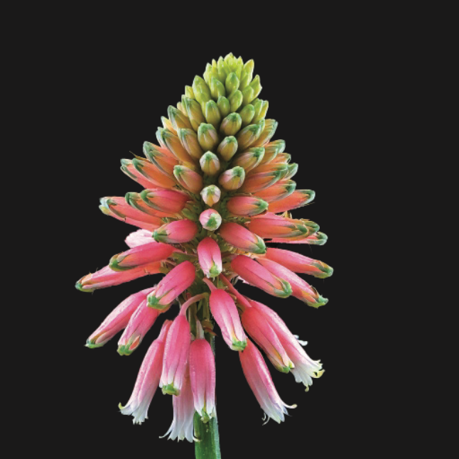 Veltheimia bracteata - 3 bulbs p-pack