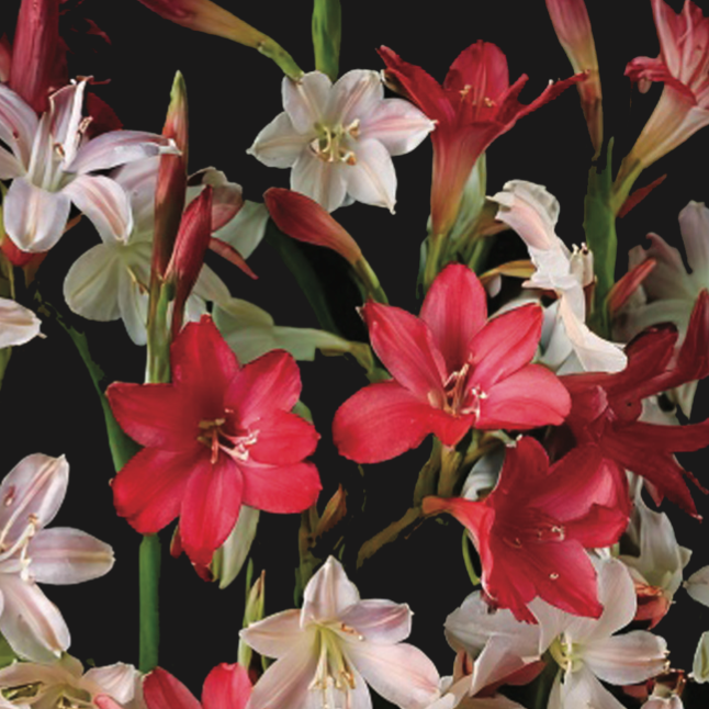 Watsonia Borbonica - Assorted colours - 7 bulbs p-pack