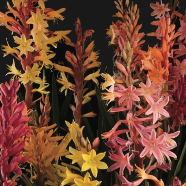 Watsonia Meriana - Assorted colours - 7 bulbs p-pack