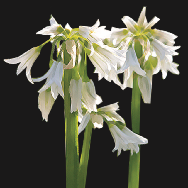 Allium 'Winter Fairy' - 35 bulbs p-pack