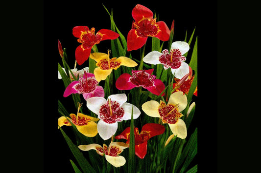 Namakua Growing Guide: Tigridia (one day lily)