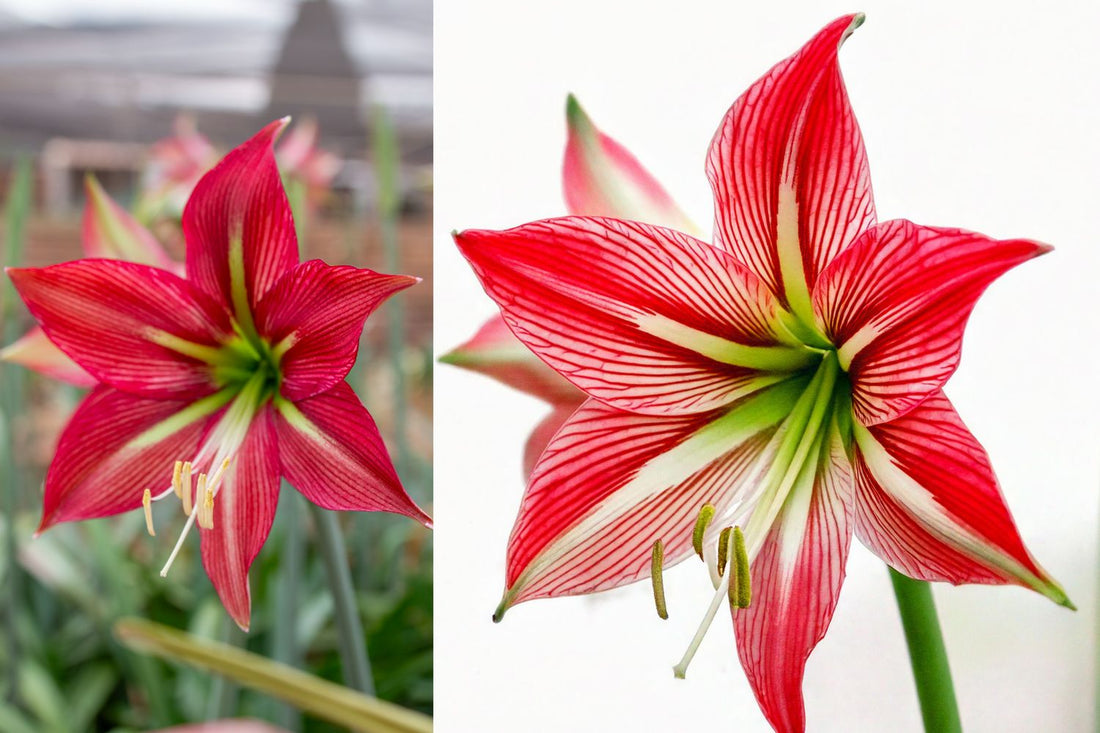 Namakua Growing Guide: Hippeastrum x johnsonii