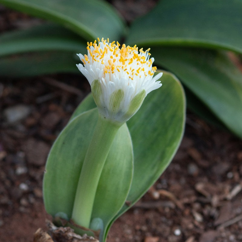 Things to Know Before You Plant Haemanthus