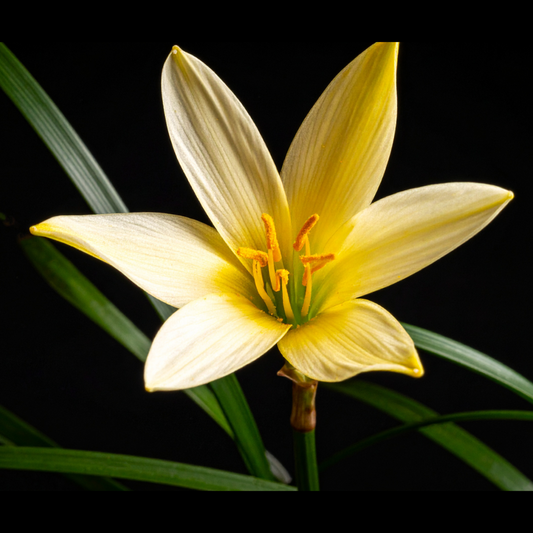 Zephyranthes primulina 15 bulbs p/pack