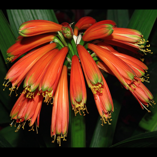 Clivia caulescens - 5 bulbs p-pack