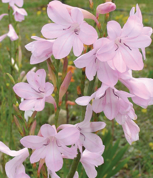 176-Watsonia-borbonica-persephone-OLS.jpg