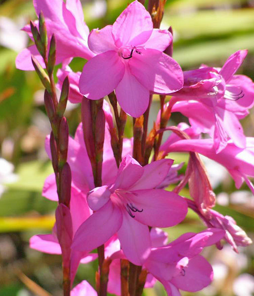 177-Watsonia-borbonica-Celeste-OLS.jpg