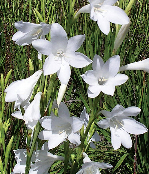 178-Watsonia-borbonica-Snow-White-OLS.jpg