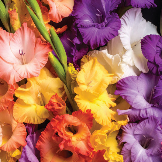 Gladiolus Rainbow Colours - 8 bulbs p/pack