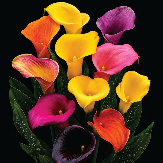 Zantedeschia Assorted Colours- 3 bulbs p/pack