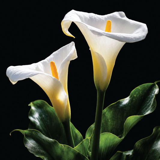 Zantedeschia aethiopica- 5 bulbs p/pack