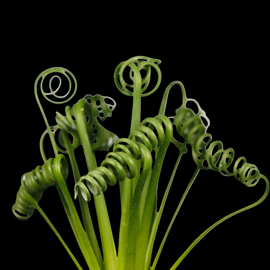 Albuca spiralis - 25 bulbs p/pack