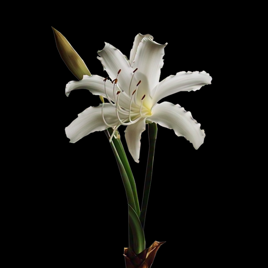 Crinum moorei - 3 bulbs p-pack