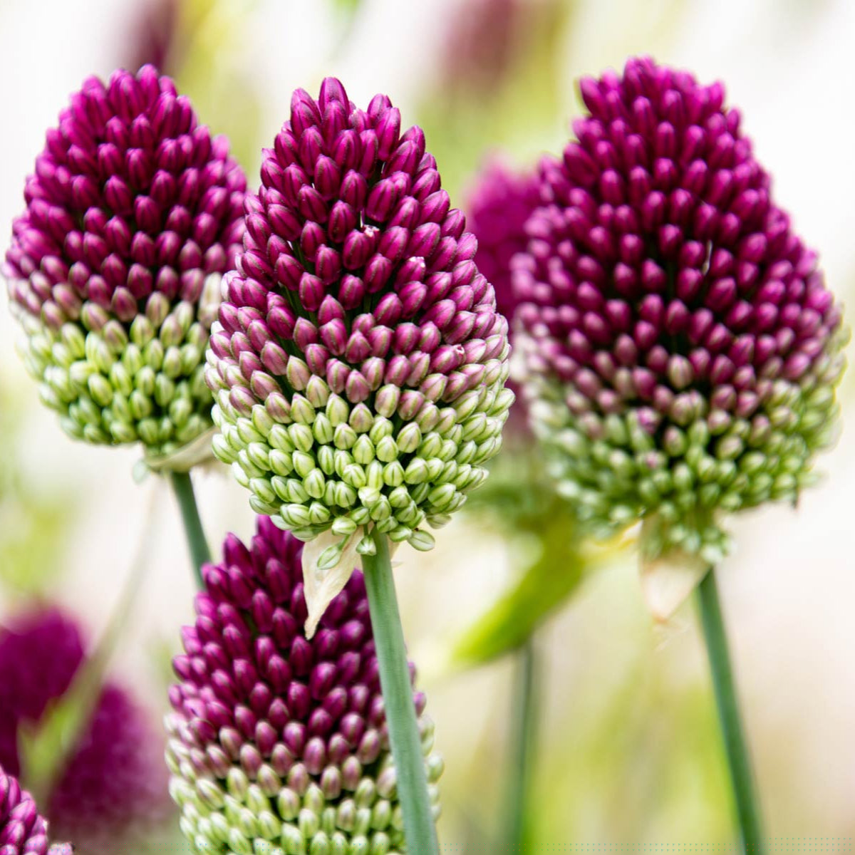 Allium sphaerocephalon - 10 bulbs p-pack