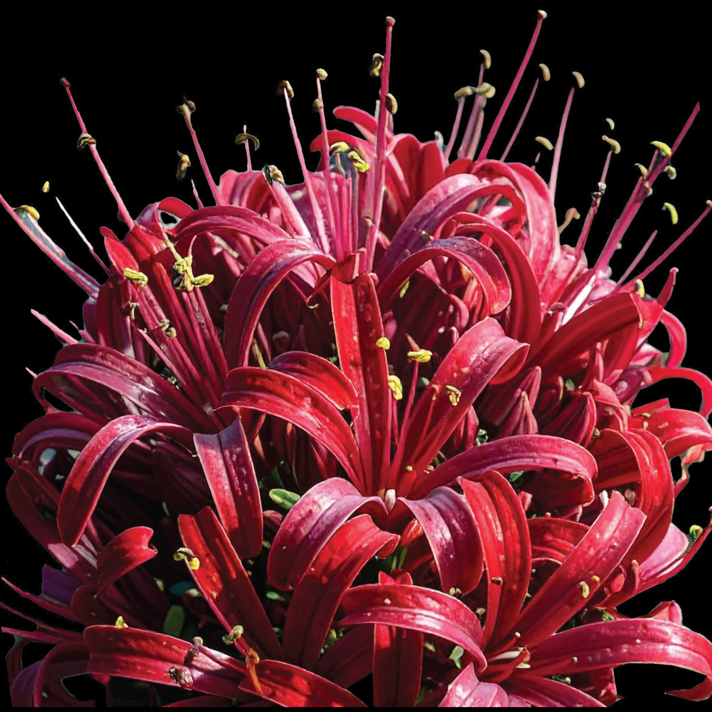 Ammocharis coranica - Karoo Lily - 2 bulbs p/pack