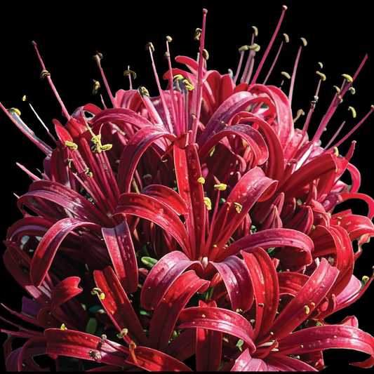 Ammocharis coranica - Karoo Lily - 2 bulbs p/pack