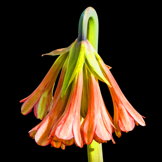 Cyrtanthus falcatus - 5 bulbs p/pack