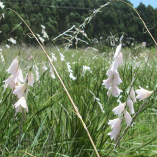 Dierama latifolium Evergreen - 5 bulbs p-pack