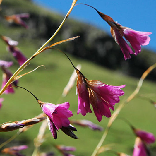 Dierama_pauciflorum_NaudesNek_msi